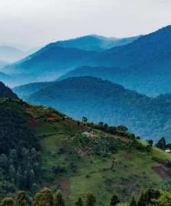 Bwindi Impenetrable National Park