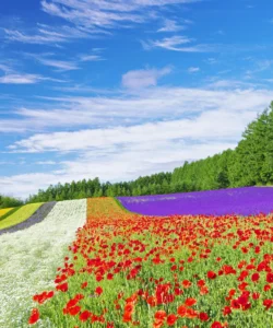 Farm Tomita