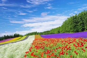 Farm Tomita