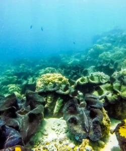 Giant Clam Sanctuary