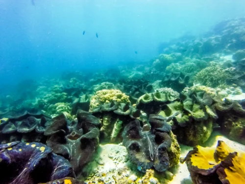 Giant Clam Sanctuary