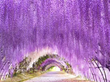 Kawachi Fujien