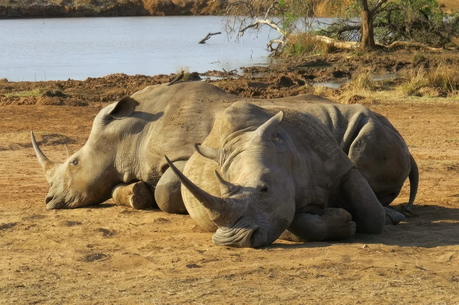 Mkhaya Game Reserve Mkhaya Game Reserve Famous In The World