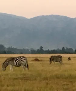 Mlilwane Wildlife Sanctuary