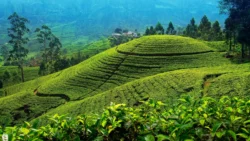 Nuwara Eliya