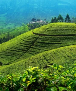 Nuwara Eliya