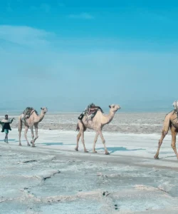 Rann of Kutch