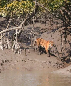 Sundarbans National Park