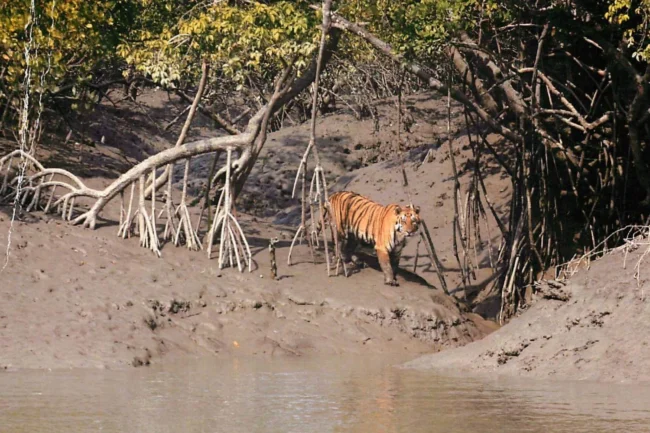 Sundarbans National Park