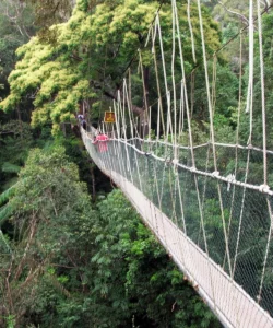 Taman Negara National Park