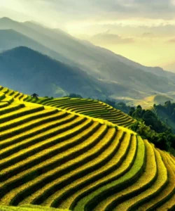 Tegalalang Rice Terraces