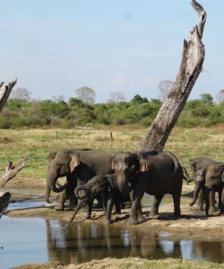 Udawalawe National Park