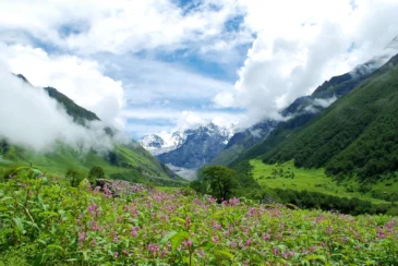 Valley of Flowers National Park