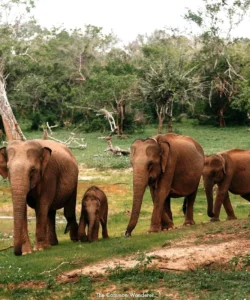 Yala National Park