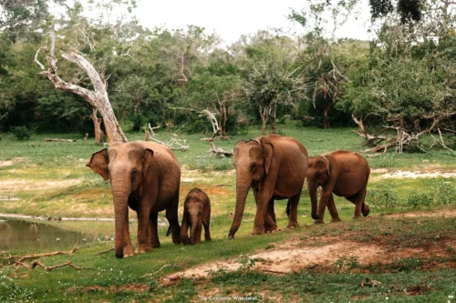 Yala National Park