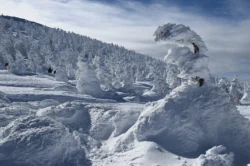 Zao Snow Monsters