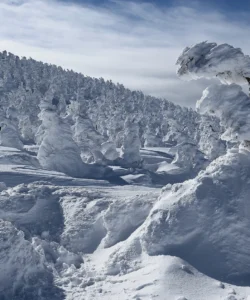 Zao Snow Monsters