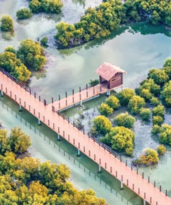 Al Thakira Mangroves Photos