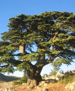 Cedars of God