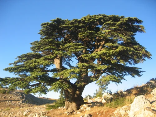 Cedars of God