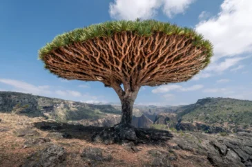 Socotra Island Photos