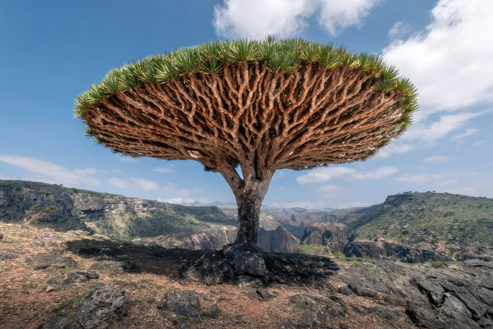 Socotra Island Photos
