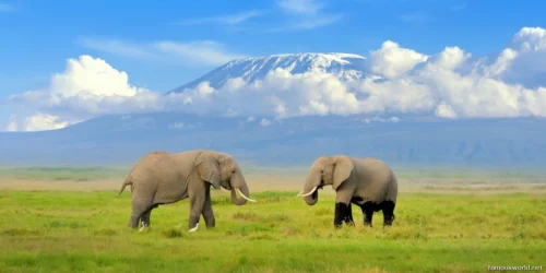 Amboseli National Park 01