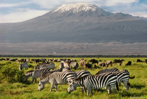 Amboseli National Park 03