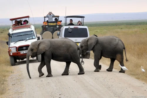 Amboseli National Park 04