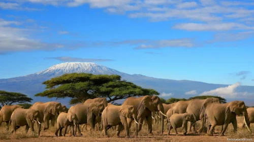 Amboseli National Park 06
