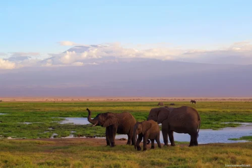 Amboseli National Park 07