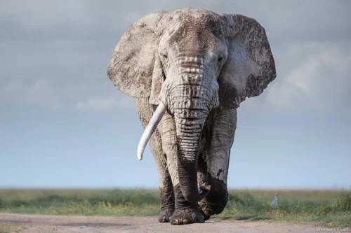 Amboseli National Park 08
