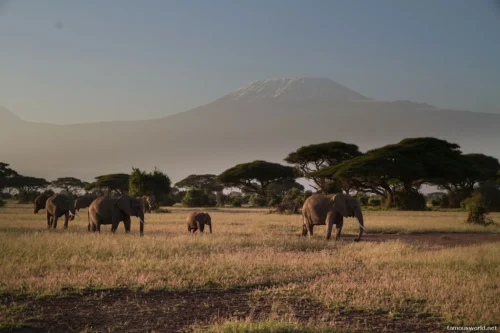Amboseli National Park 11