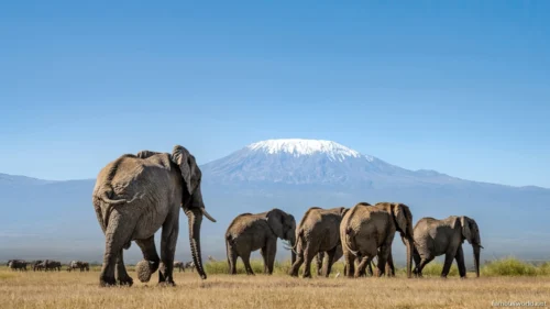 Amboseli National Park 12