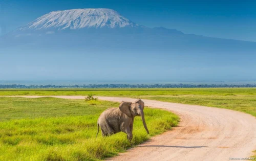 Amboseli National Park 13