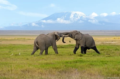 Amboseli National Park 15