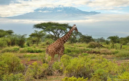 Amboseli National Park 17