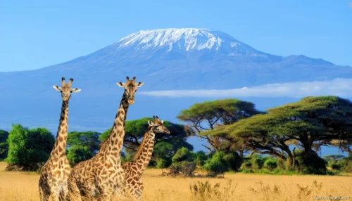 Amboseli National Park 18