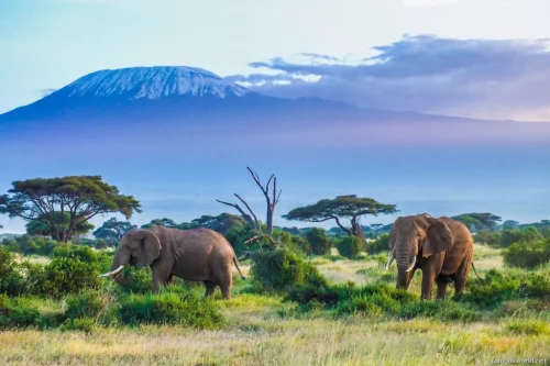 Amboseli National Park 19