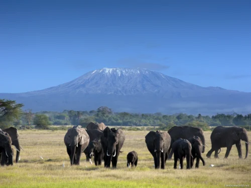 Amboseli National Park 23