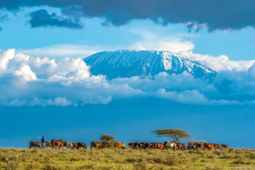 Amboseli National Park 24