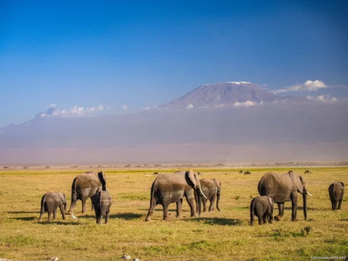 Amboseli National Park 26