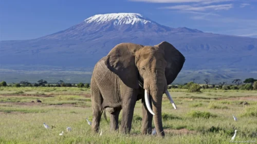 Amboseli National Park 27