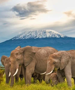 Amboseli National Park