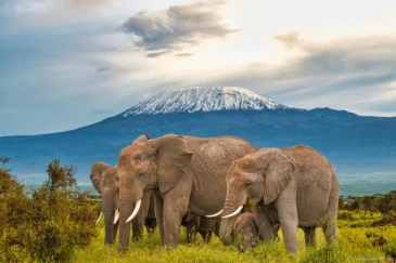 Amboseli National Park