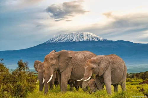 Amboseli National Park 28