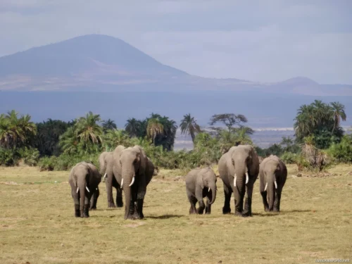 Amboseli National Park 29