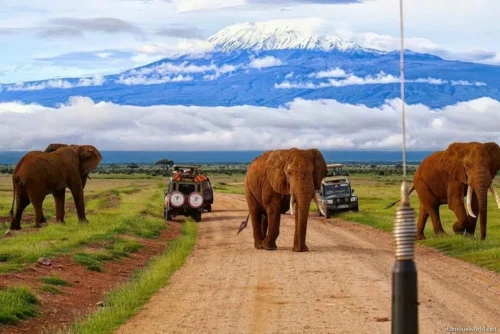 Amboseli National Park 33