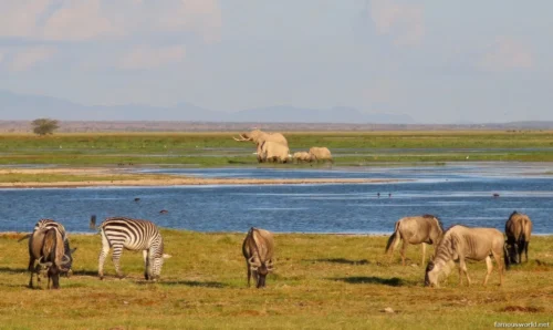 Amboseli National Park 36