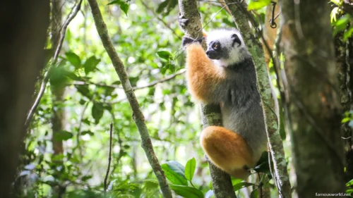 Andasibe-Mantadia National Park 01